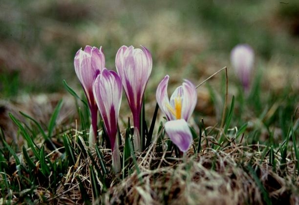 Crocus vernus  / Zafferano alpino